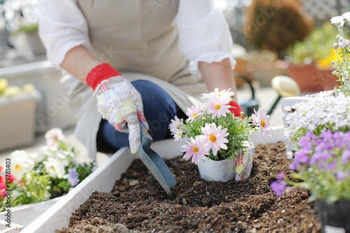 初心者向け！植木の選び方と基本的な手入れ方法を徹底解説