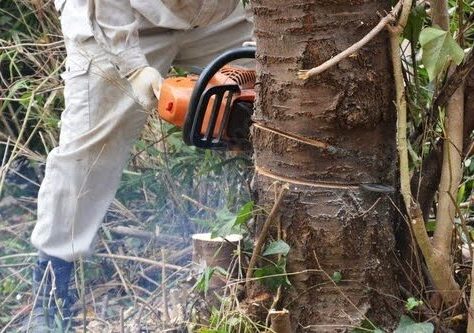 チェーンソーで木を切る男性