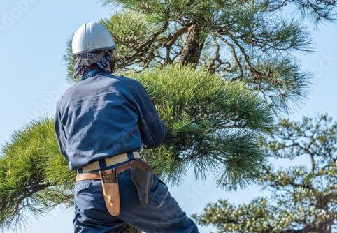 植木の手入れ業者との上手な選び方