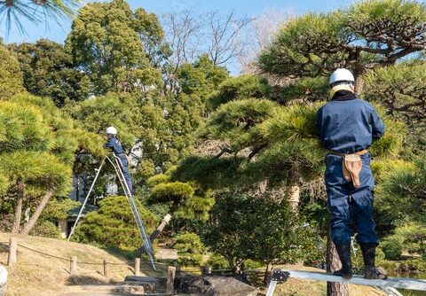 剪定作業の様子