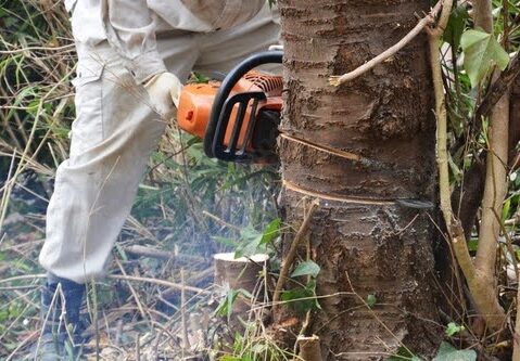 庭の植木伐採費用を安くするには？プロに依頼する際の料金相場と注意点