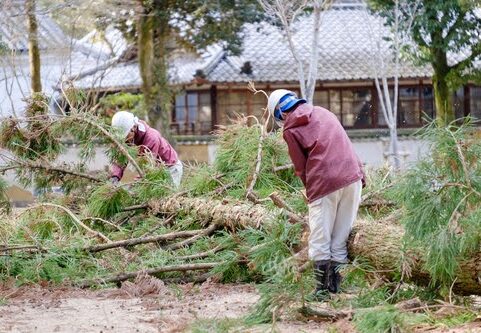 木の伐採はいつがベスト？最適な時期とその理由を徹底解説