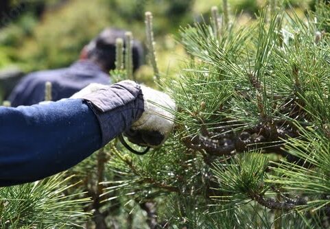 伐採と剪定の目的別ガイド：庭木の管理を成功させるための基礎知識