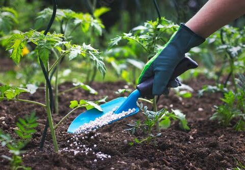 知っておきたい植木撤去の基礎知識：安全性から環境対策まで