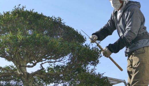 失敗しない！植木の刈り込み時期まるわかり｜季節別の正しいケア方法