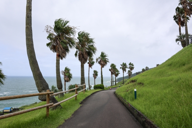 風に煽られるヤシの木