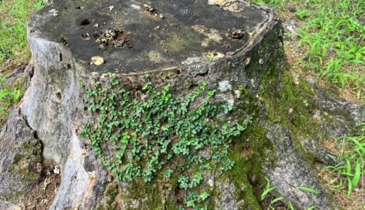 植木の抜根を安全に行う方法：初心者でもわかる手順と注意点