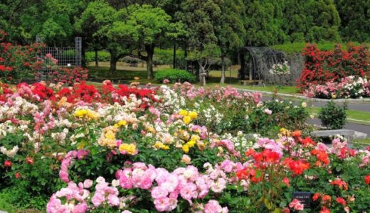 横浜で実現する美しい緑の空間：植栽管理の基本とプロの活用術