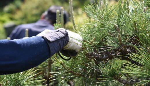 雑草・剪定の徹底ガイド！業者依頼とDIYの使い分け術