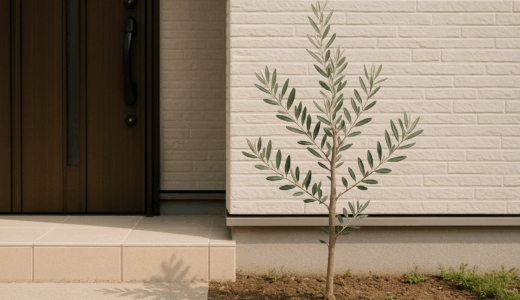 【初心者向け】オリーブの木の育て方完全ガイド｜植え方から収穫まで徹底解説